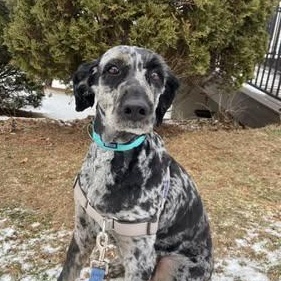 Millie, adopted, Adult Female Labradoodle.