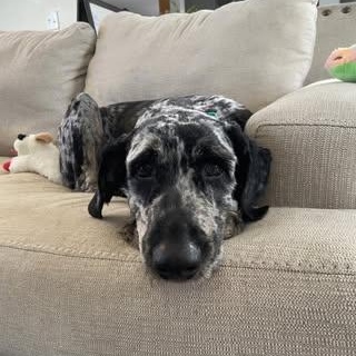 Enlarge Millie, an adopted Labradoodle in Watertown, WI image 3/4