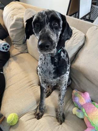 Enlarge Millie, an adopted Labradoodle in Watertown, WI image 4/4