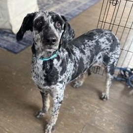 Enlarge Millie, an adopted Labradoodle in Watertown, WI image 2/4