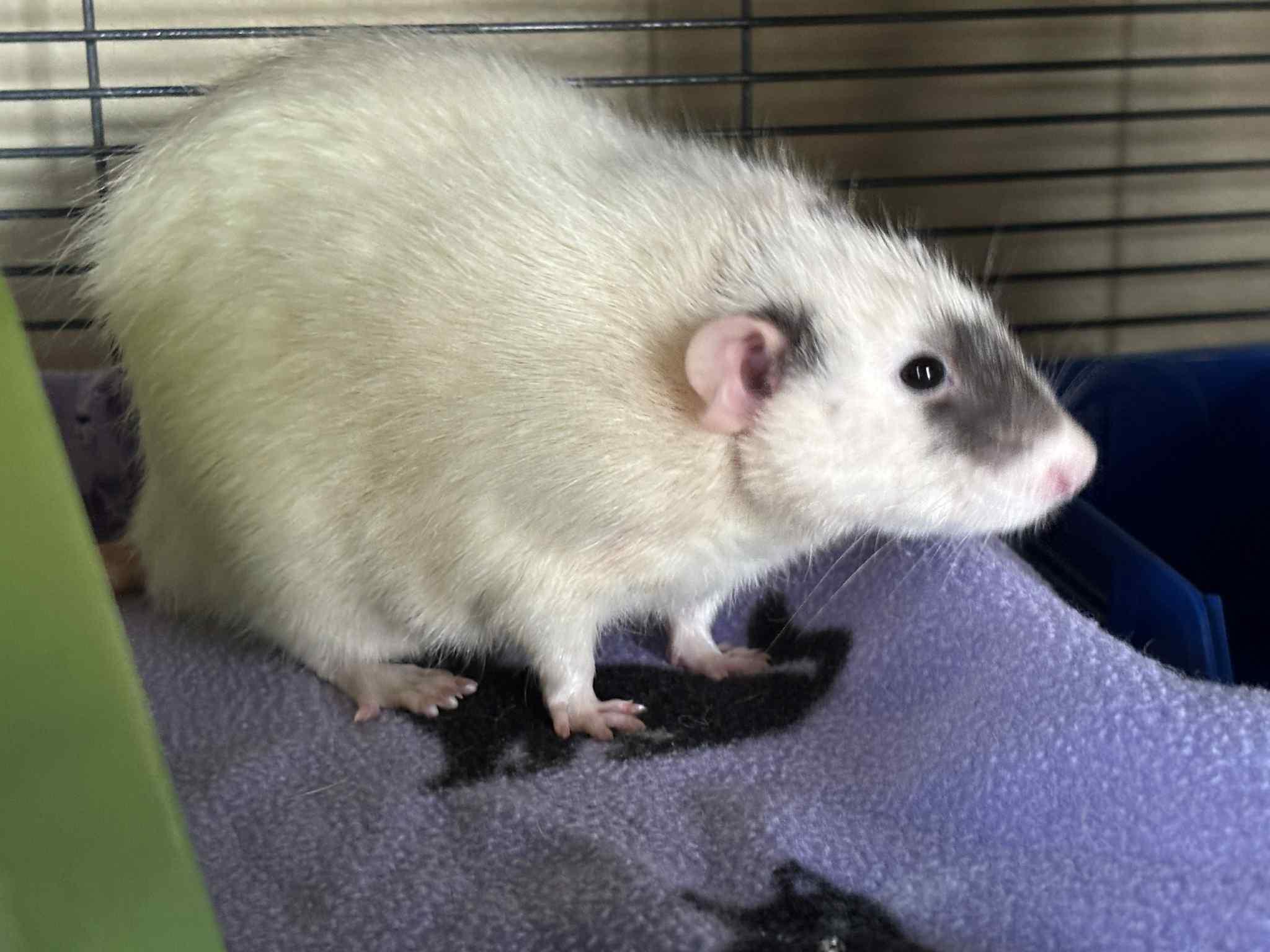 Enlarge Sprockets , a Adoptable Rat in Saint Paul, MN image 2/3