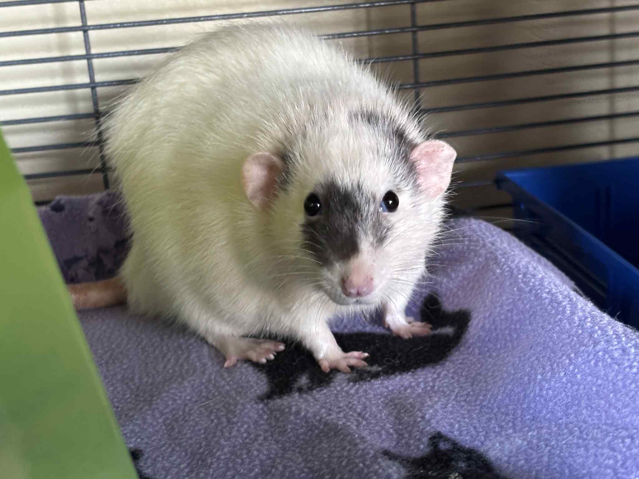 Enlarge Sprockets , a Adoptable Rat in Saint Paul, MN image 1/3