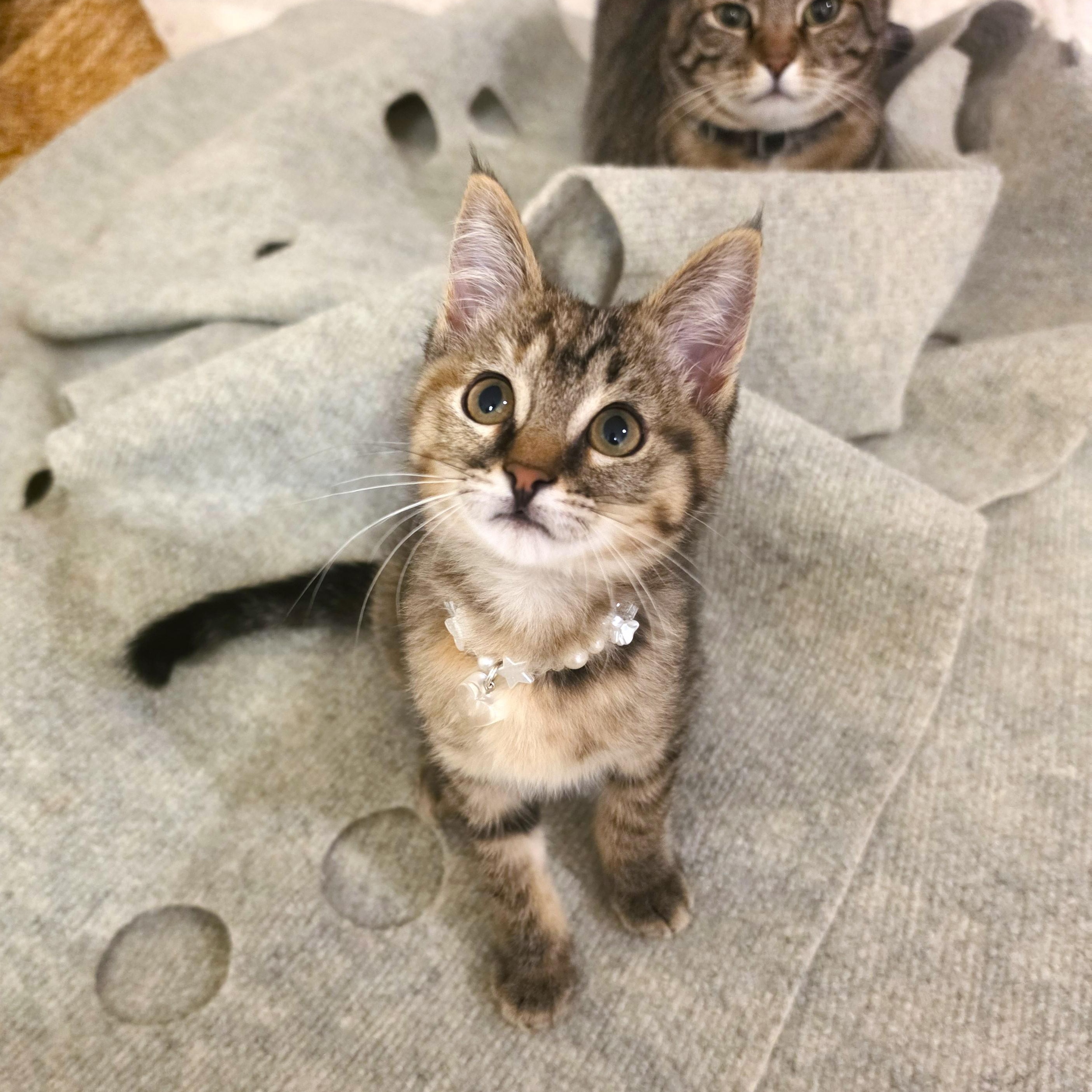 Wasabi, an adopted Torbie in Buena Park, CA image 1/6