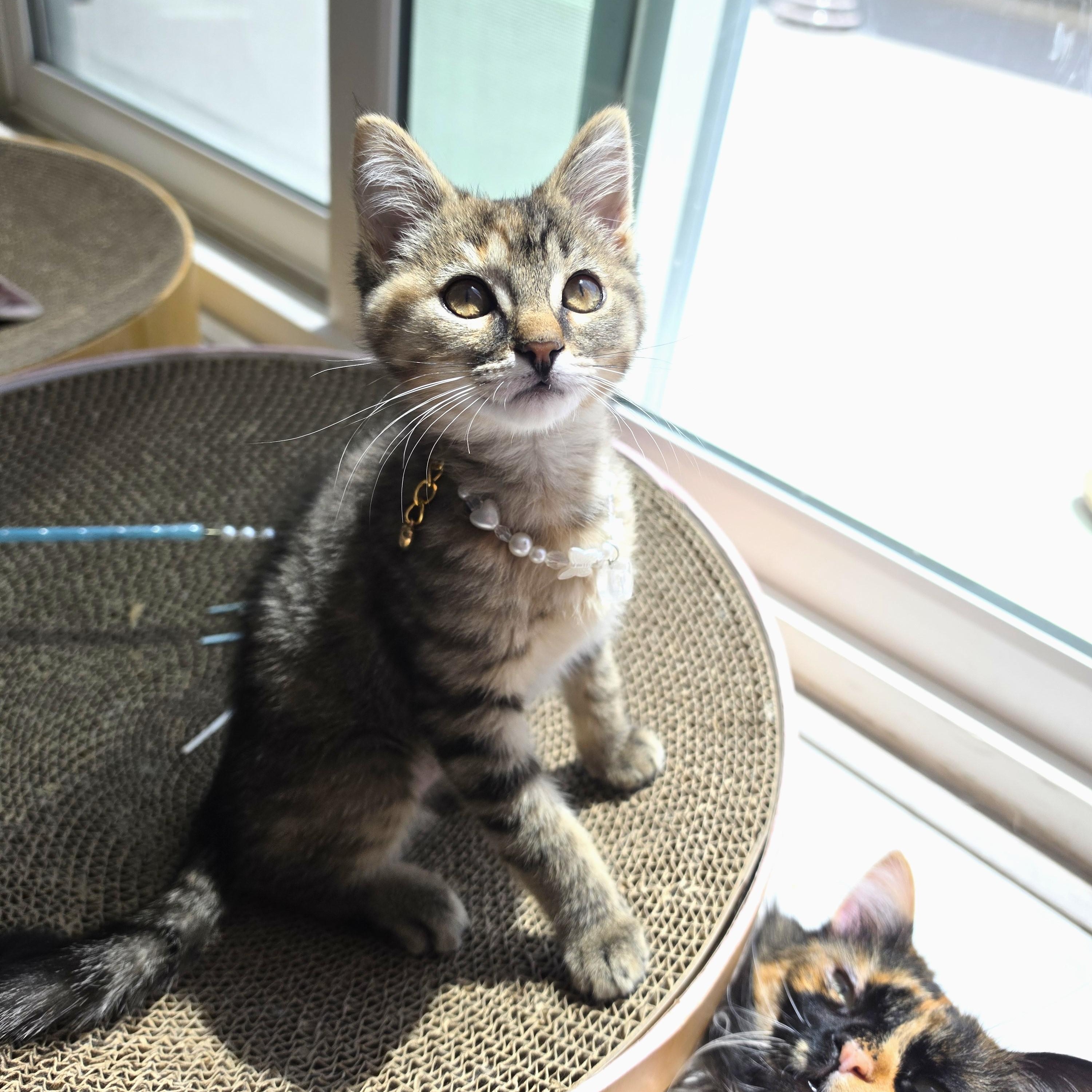 Wasabi, an adopted Torbie in Buena Park, CA image 2/6