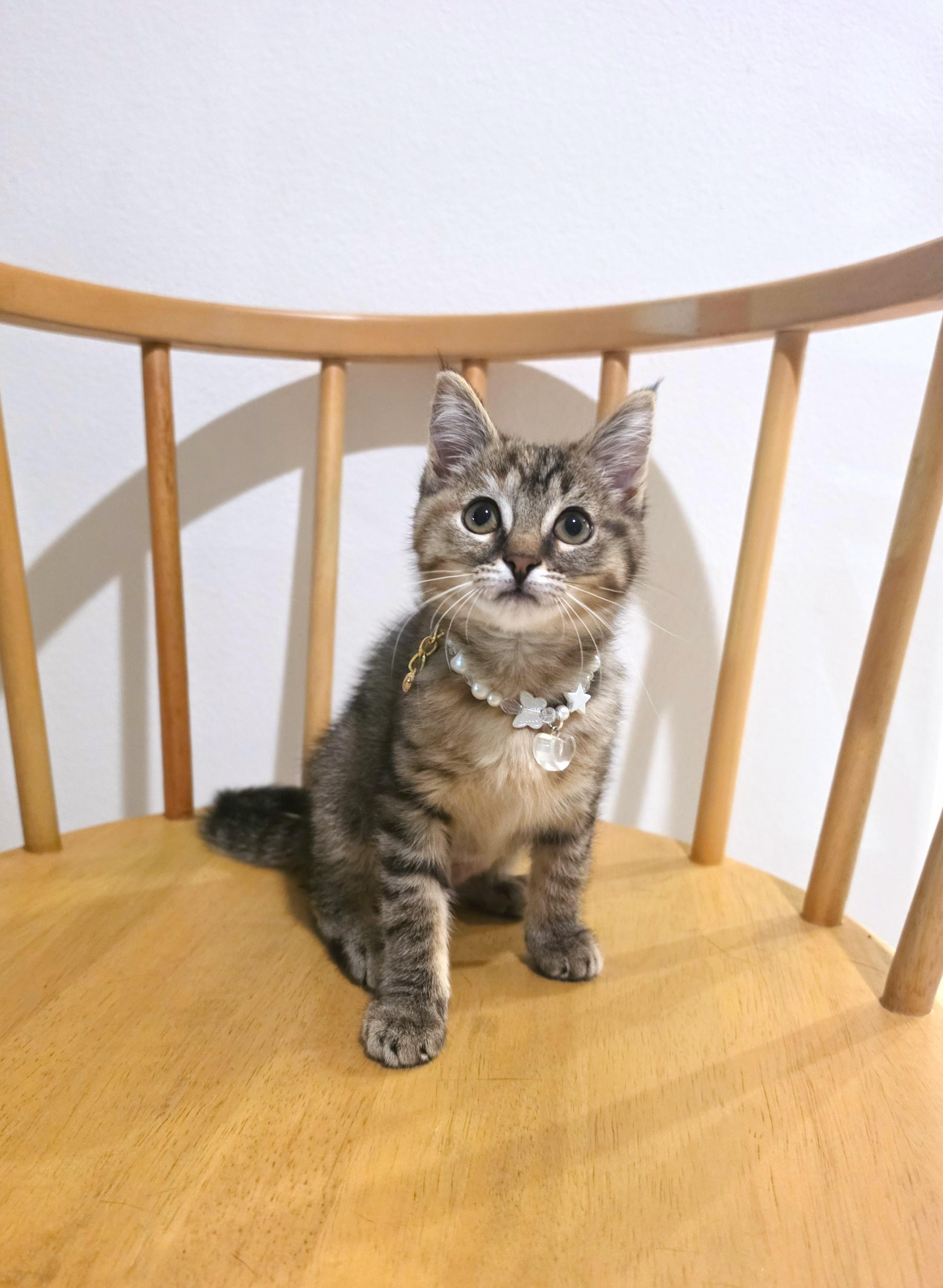 Wasabi, an adopted Torbie in Buena Park, CA image 5/6