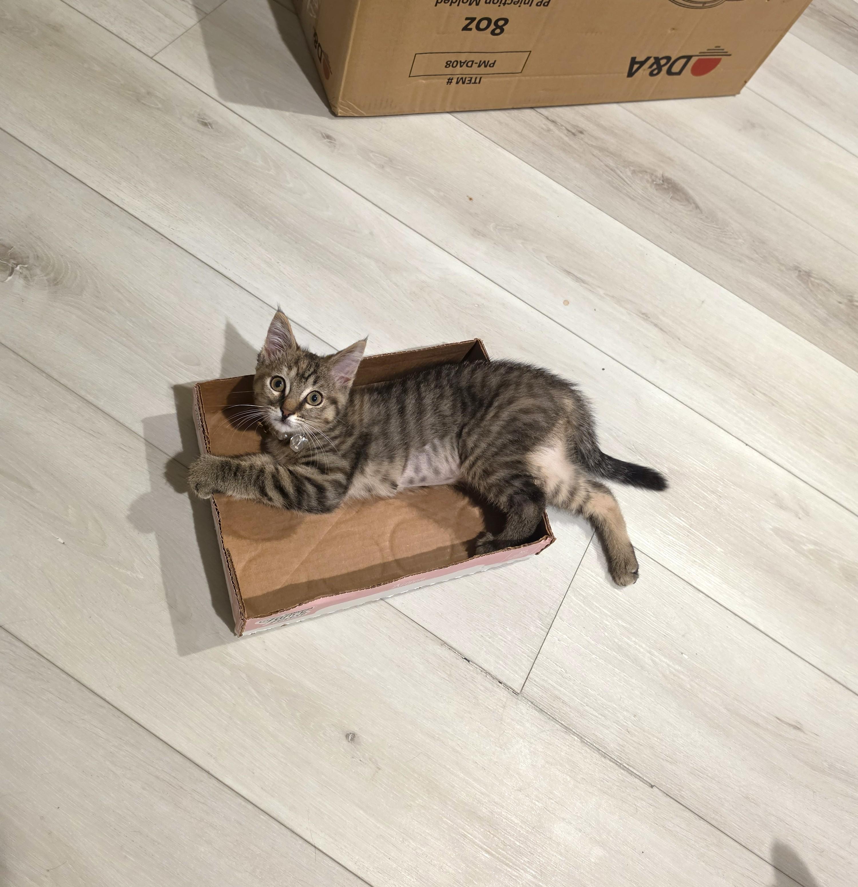 Wasabi, an adopted Torbie in Buena Park, CA image 4/6