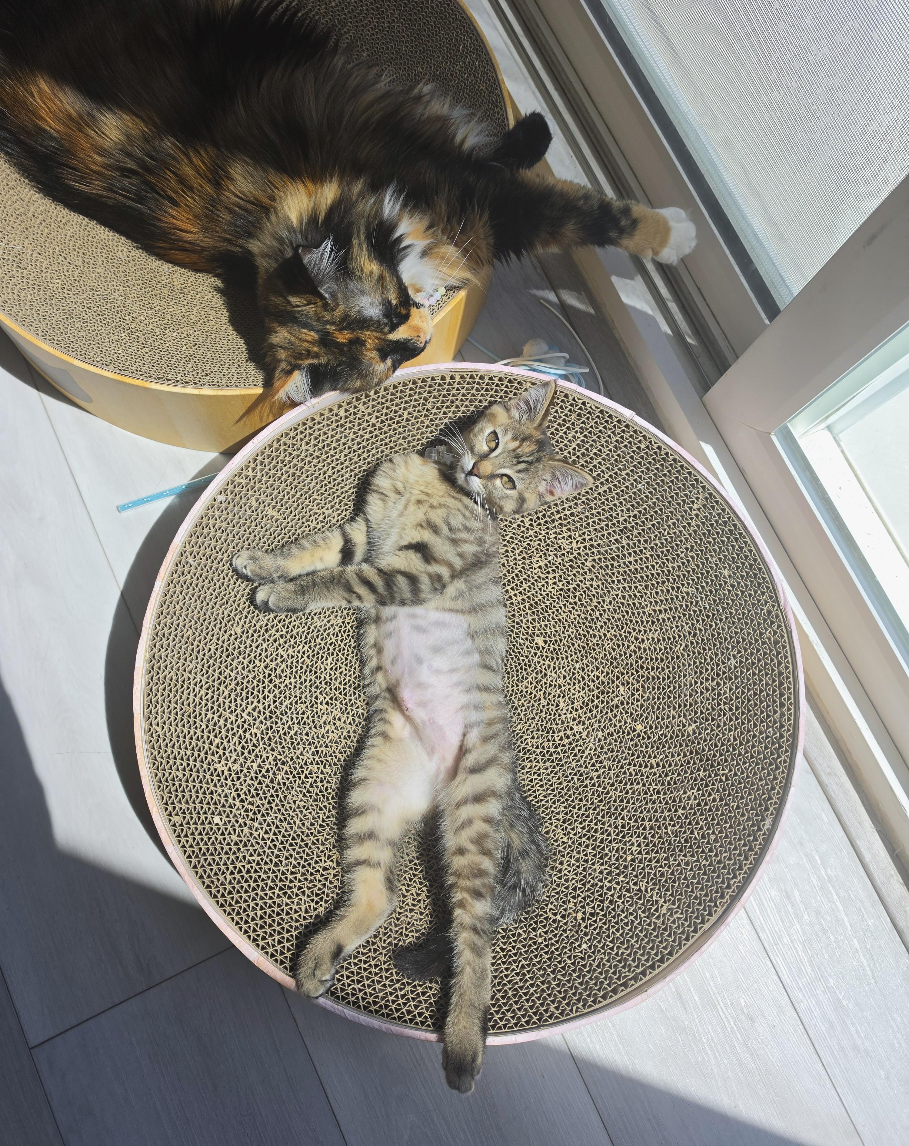 Wasabi, an adopted Torbie in Buena Park, CA image 6/6