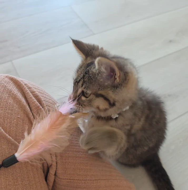Enlarge Wasabi, an adopted Torbie in Buena Park, CA video 3/6