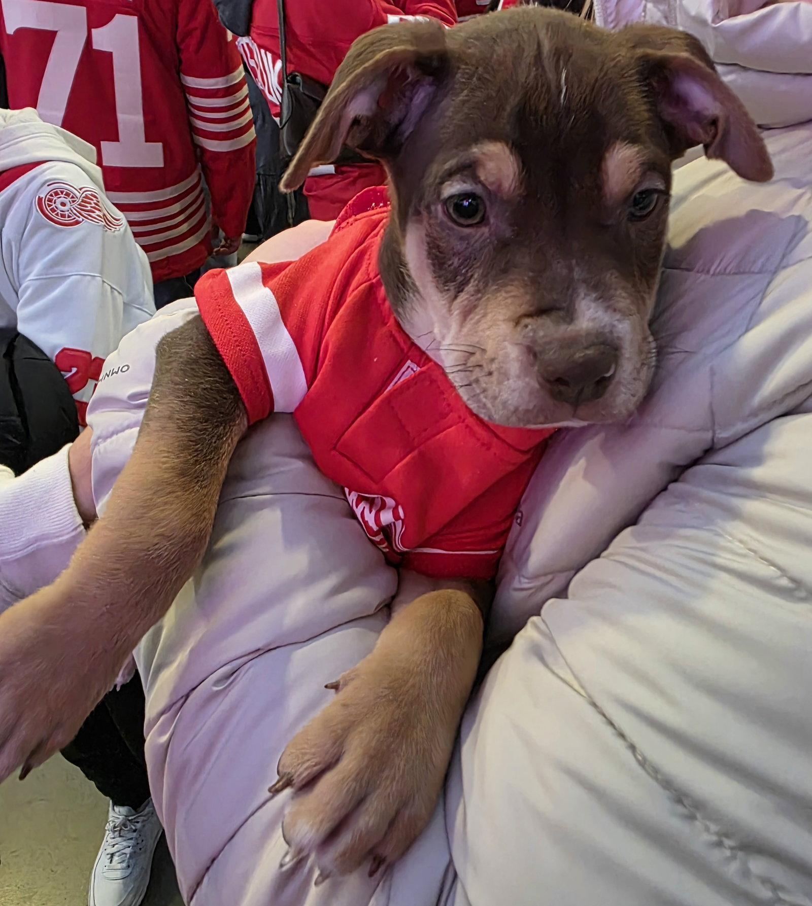 Dexter, Adoptable, Puppy Male Pit Bull Terrier.