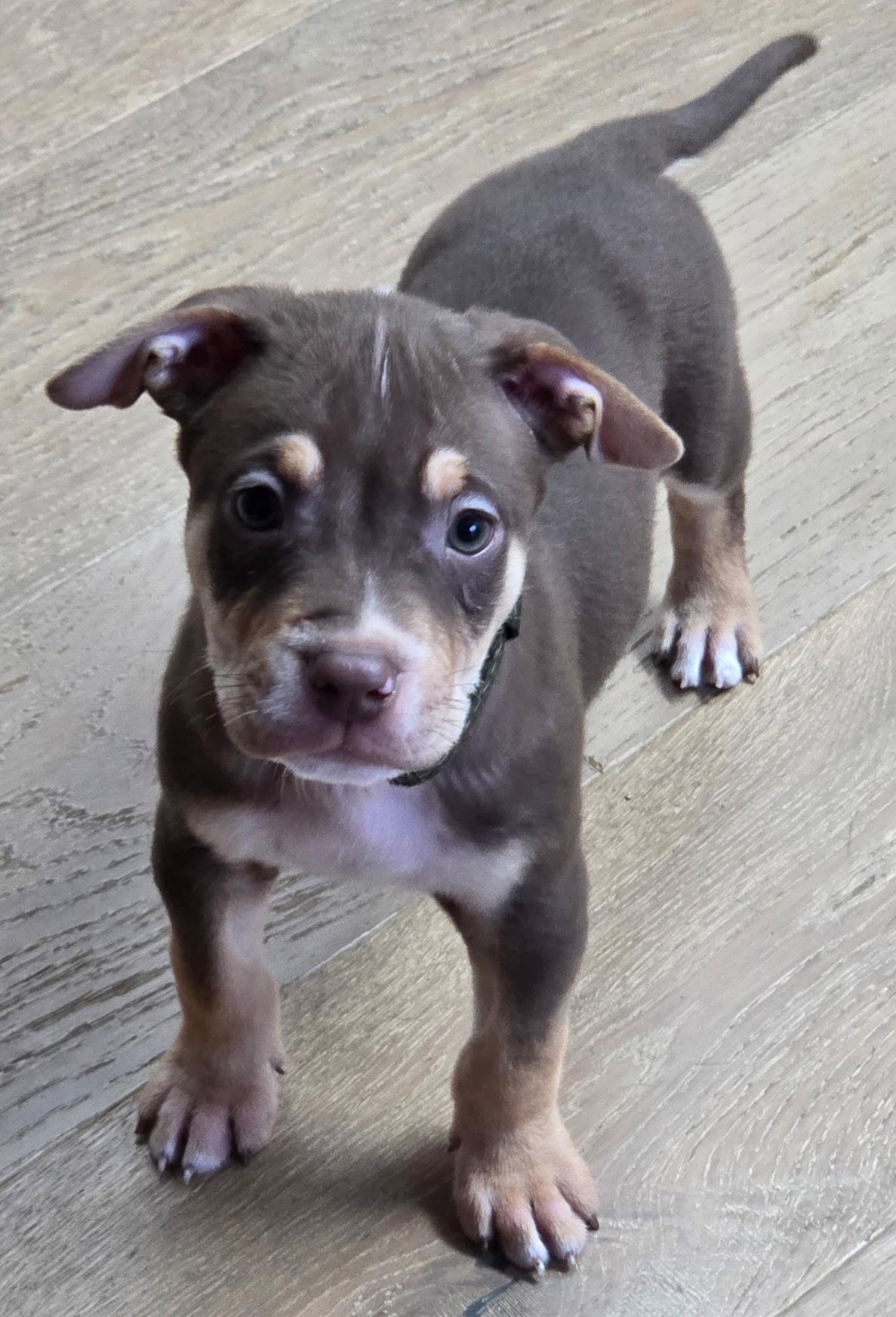 Enlarge Dexter, a Adoptable Pit Bull Terrier in Oxford, MI image 2/3