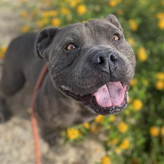 Enlarge LASAGNA, a Adoptable mixed breed in Phoenix, AZ image 1/1