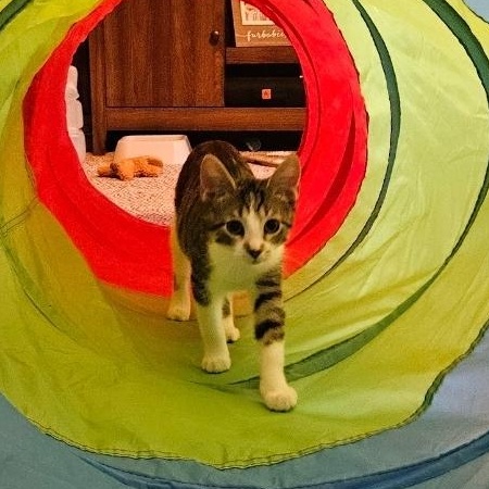 Enlarge Pearl, a Adoptable Domestic Short Hair in Waverly, IA image 3/4