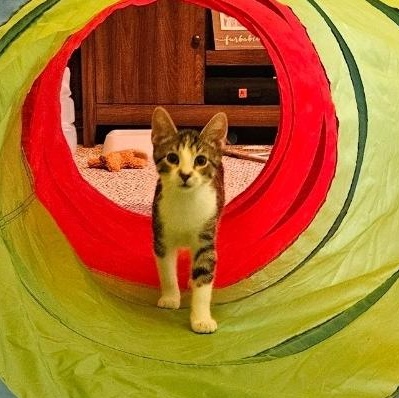 Enlarge Pearl, a Adoptable Domestic Short Hair in Waverly, IA image 2/4