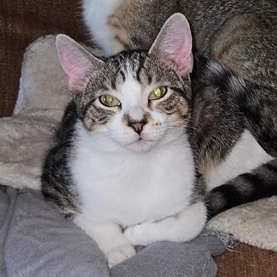 Enlarge Pearl, a Adoptable Domestic Short Hair in Waverly, IA image 1/4