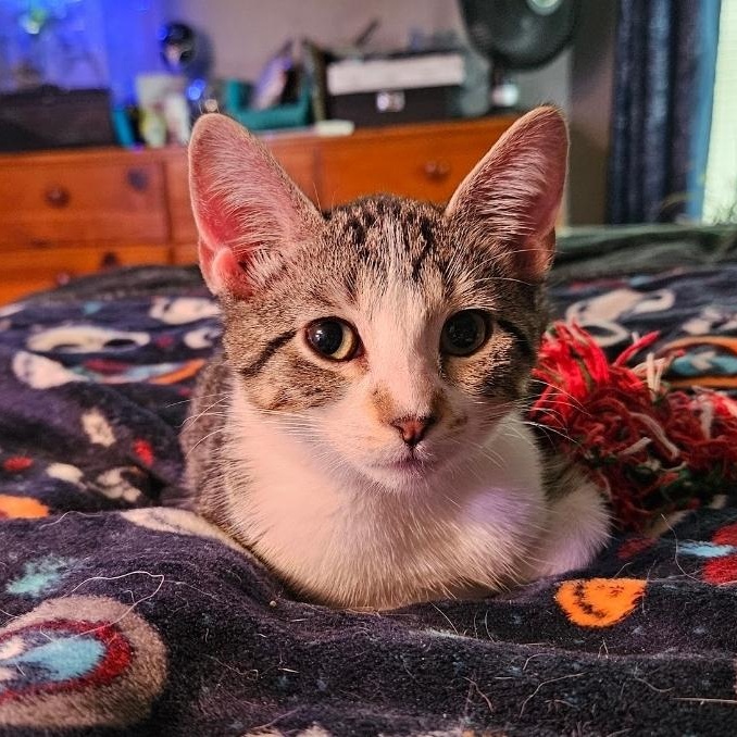 Enlarge Pearl, a Adoptable Domestic Short Hair in Waverly, IA image 4/4