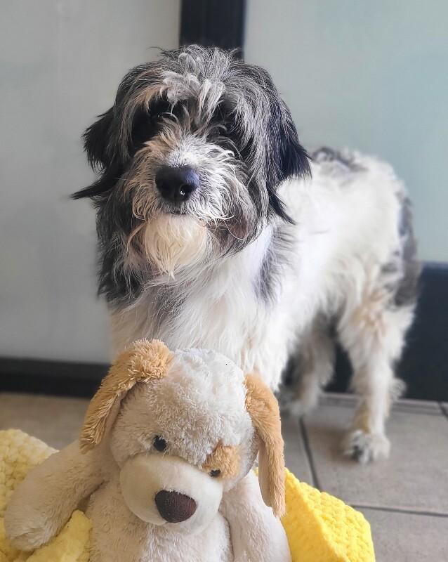 Enlarge Earl, a Adoptable Poodle in Fruit Heights, UT image 1/6