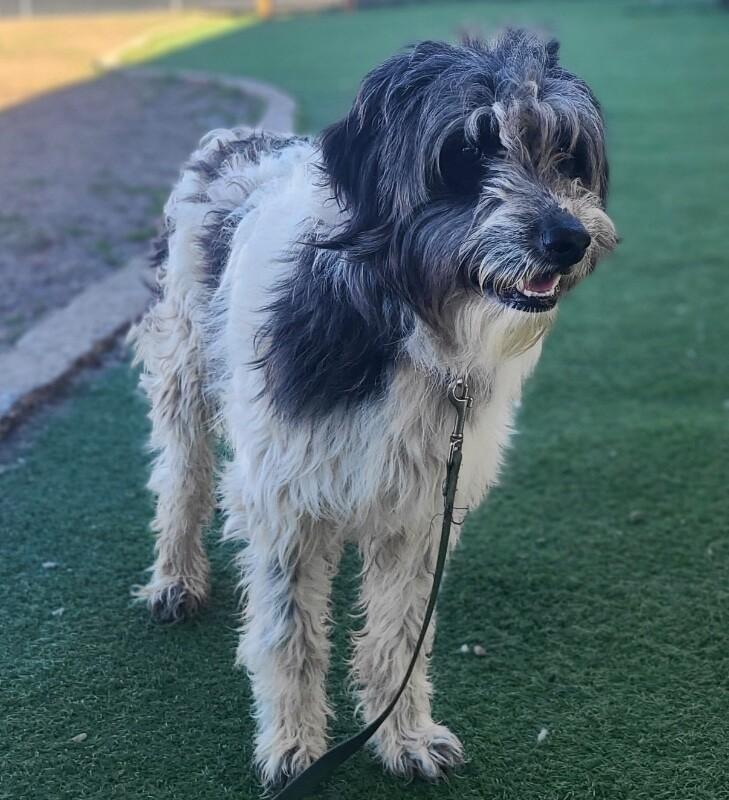 Enlarge Earl, a Adoptable Poodle in Fruit Heights, UT image 2/6
