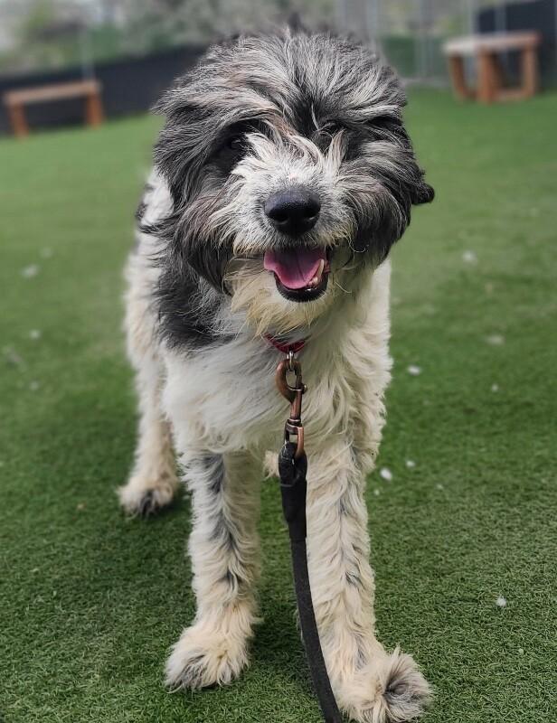 Enlarge Earl, a Adoptable Poodle in Fruit Heights, UT image 3/6