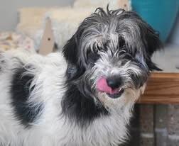 Enlarge Earl, a Adoptable Poodle in Fruit Heights, UT image 4/6
