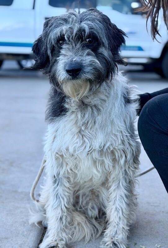 Enlarge Earl, a Adoptable Poodle in Fruit Heights, UT image 5/6