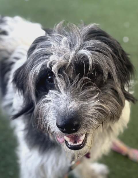 Enlarge Earl, a Adoptable Poodle in Fruit Heights, UT image 6/6