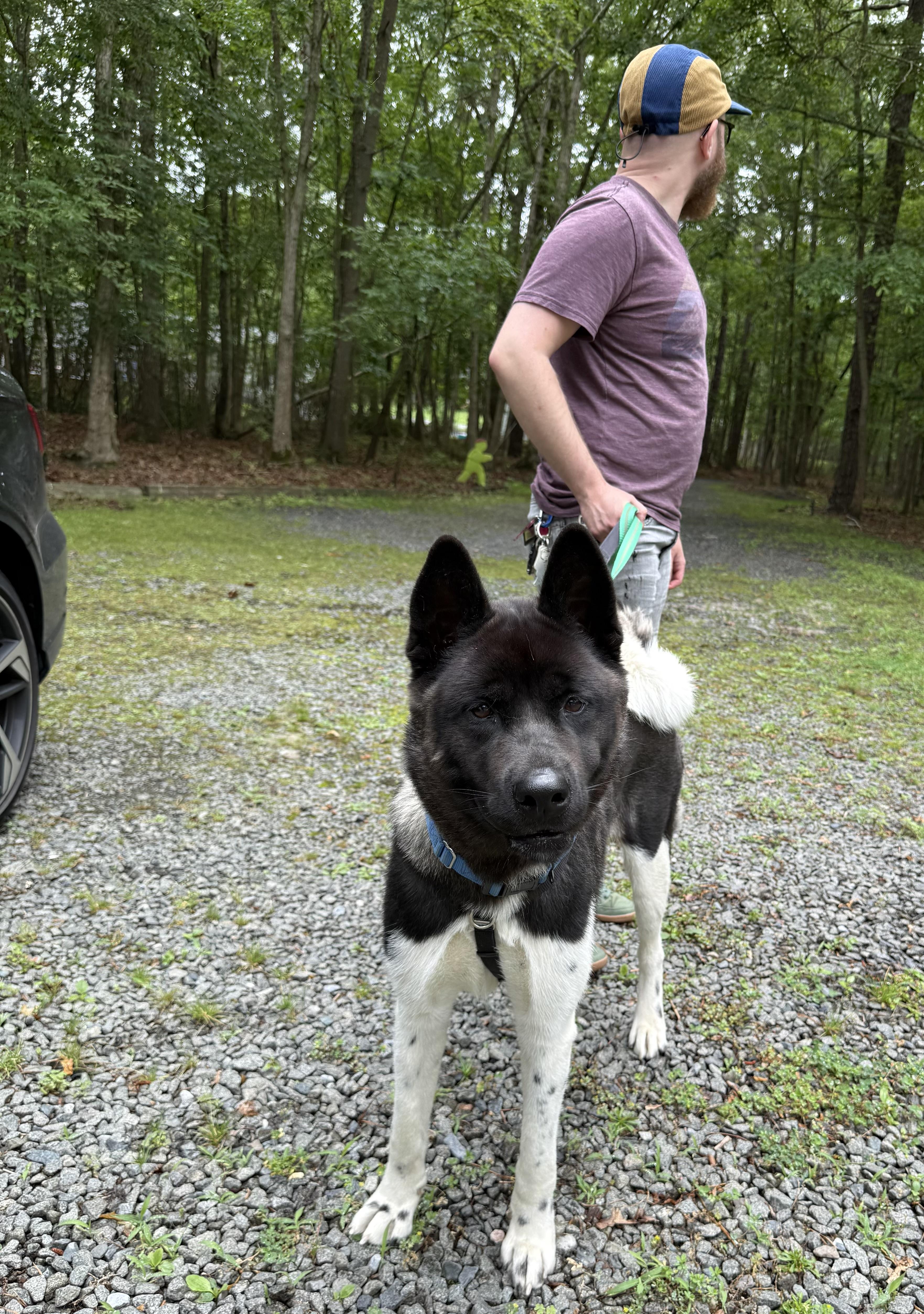 Athena, a Adoptable Akita in Toms River, NJ image 2/5