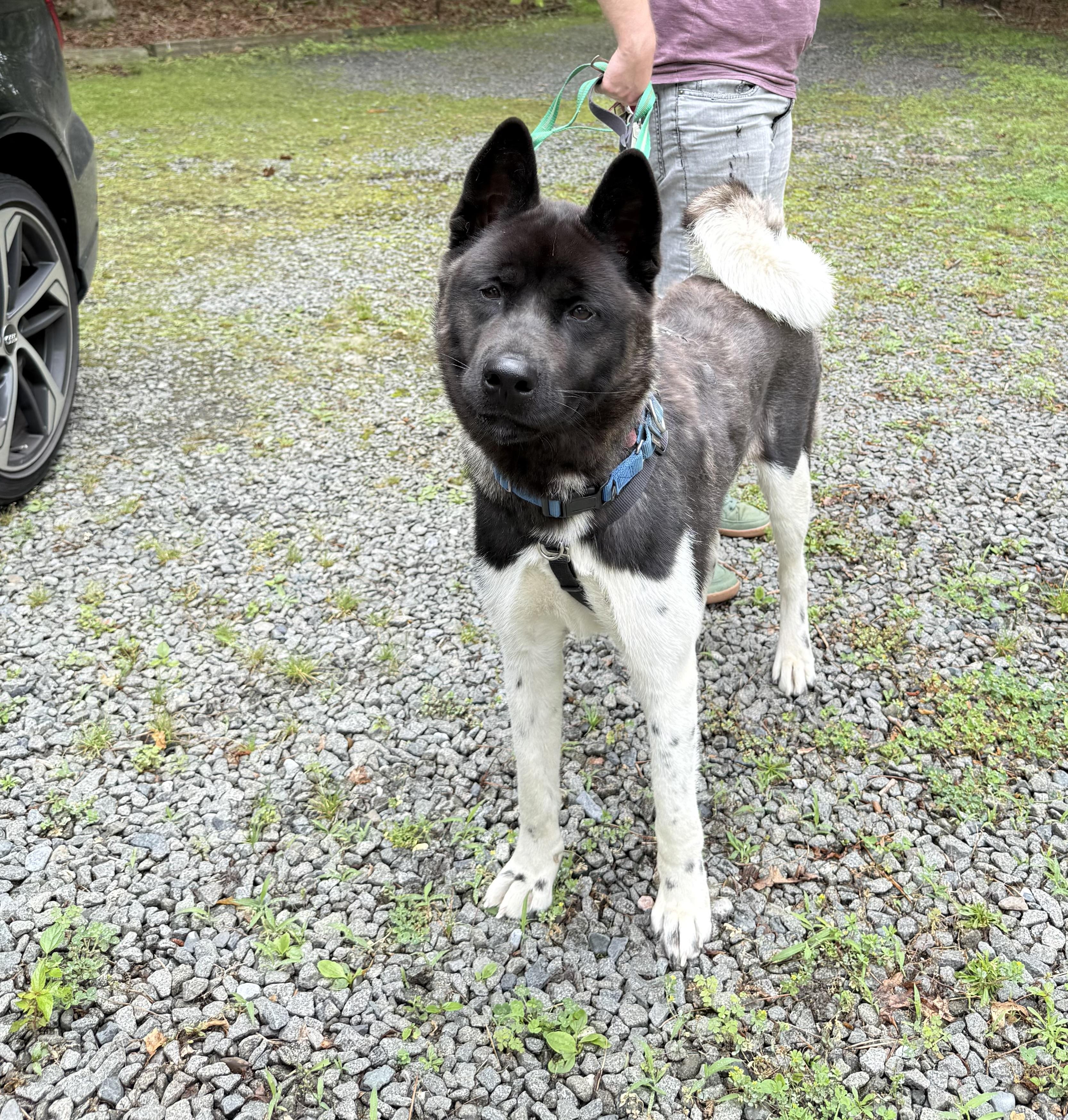 Athena, a Adoptable Akita in Toms River, NJ image 3/5