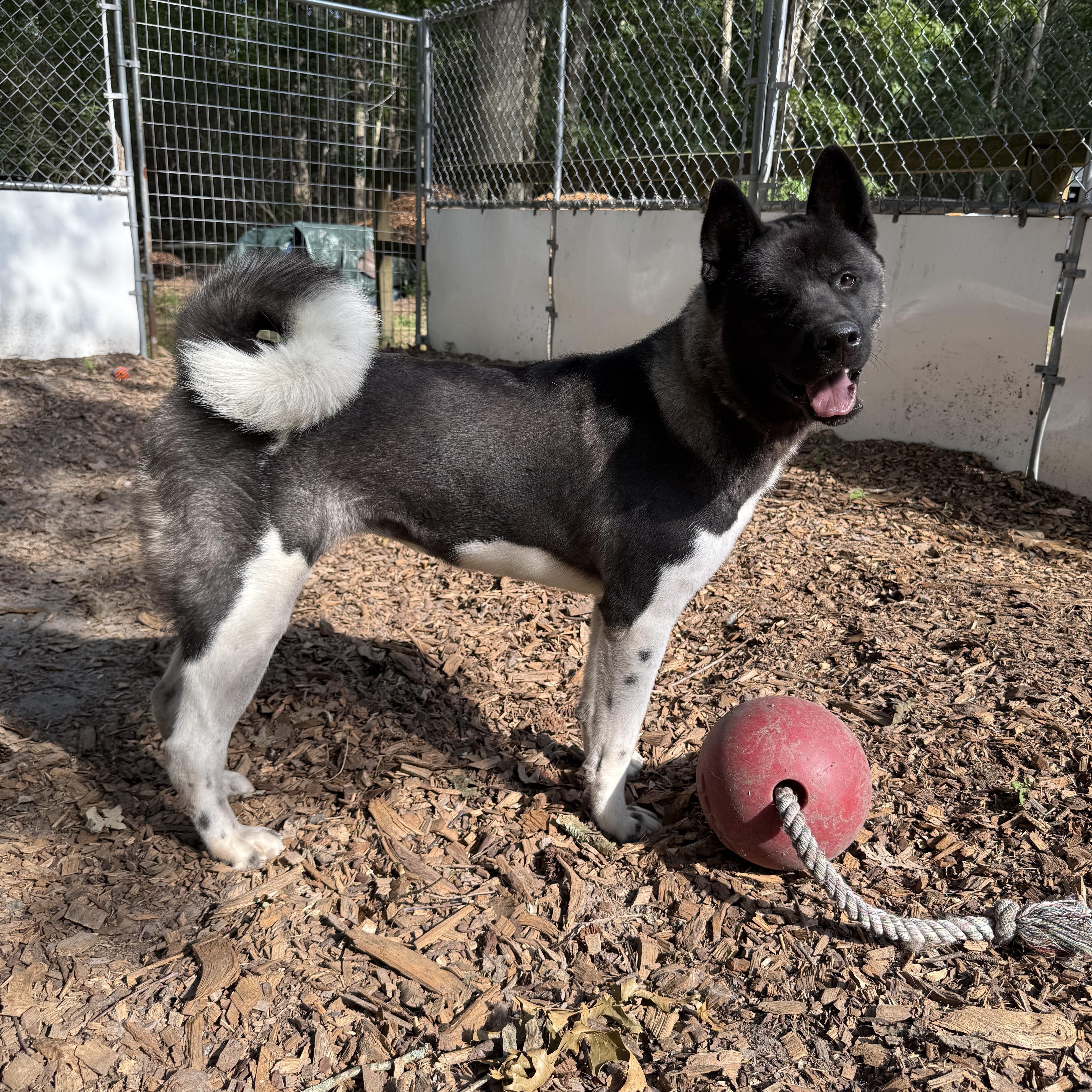 Athena, Young Female Akita