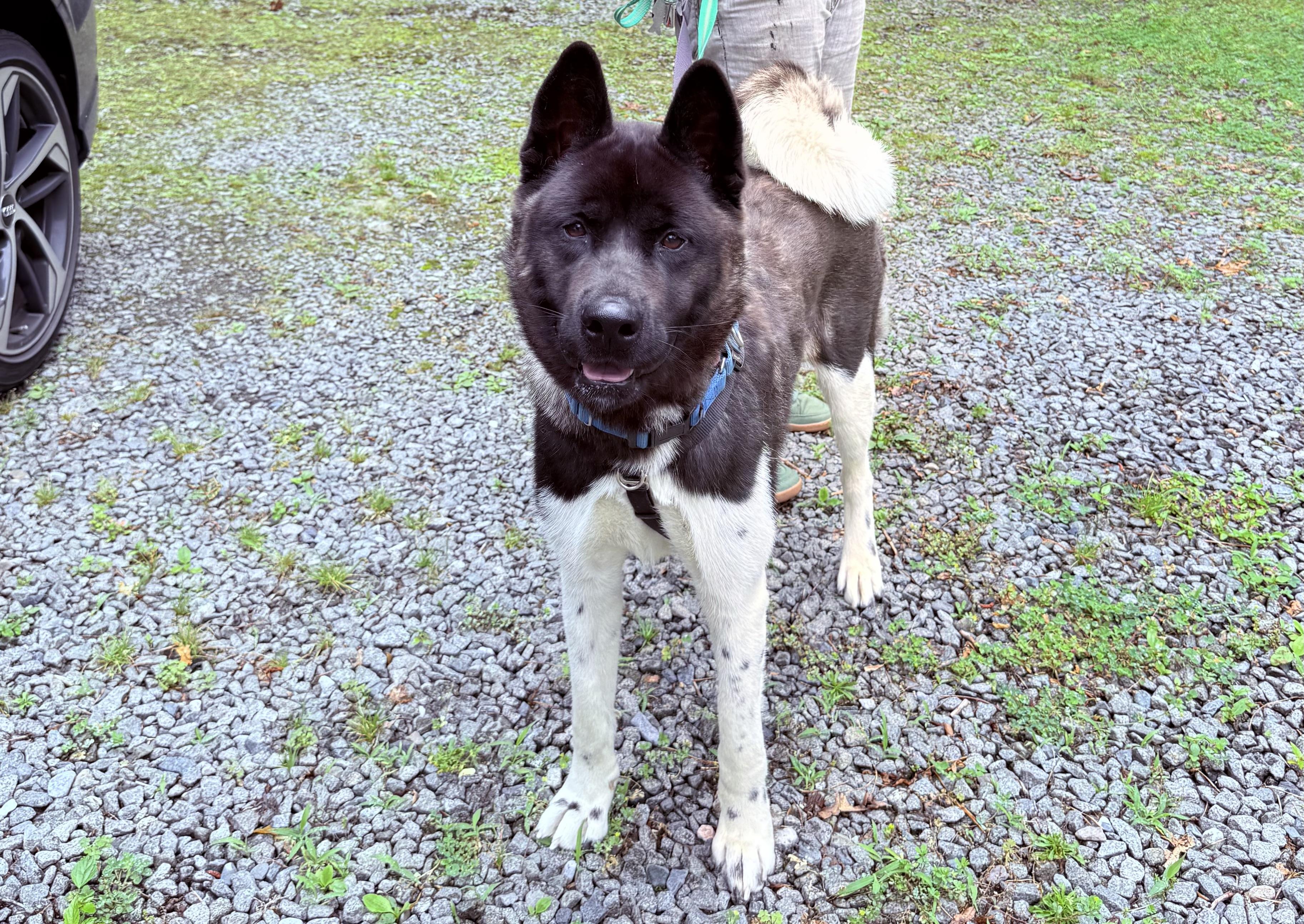 Athena, a Adoptable Akita in Toms River, NJ image 4/5