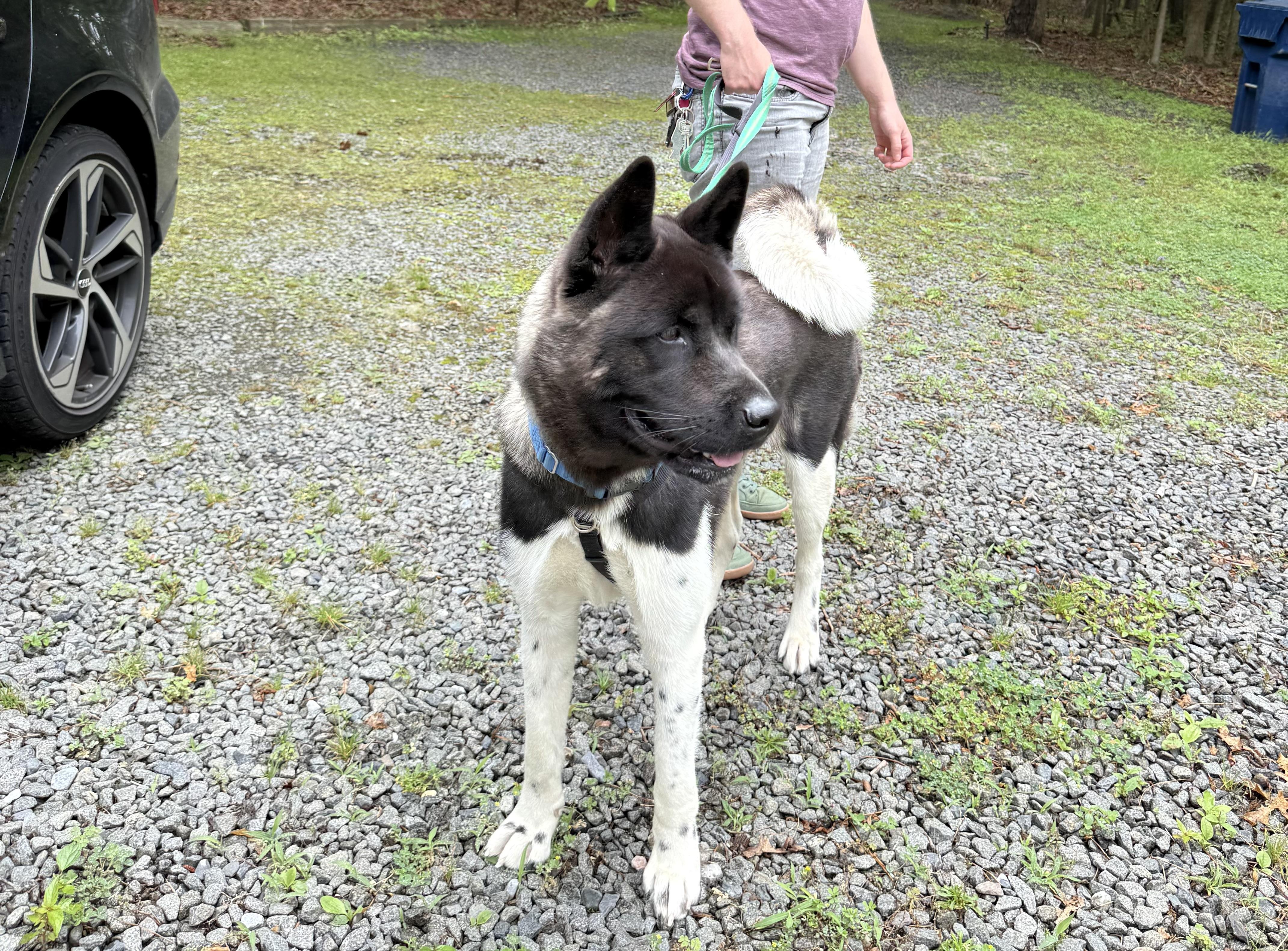 Athena, a Adoptable Akita in Toms River, NJ image 5/5