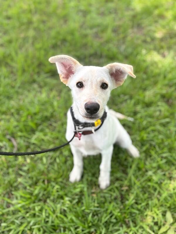 Max, Adoptable, Young Male Yellow Labrador Retriever & Mixed Breed.