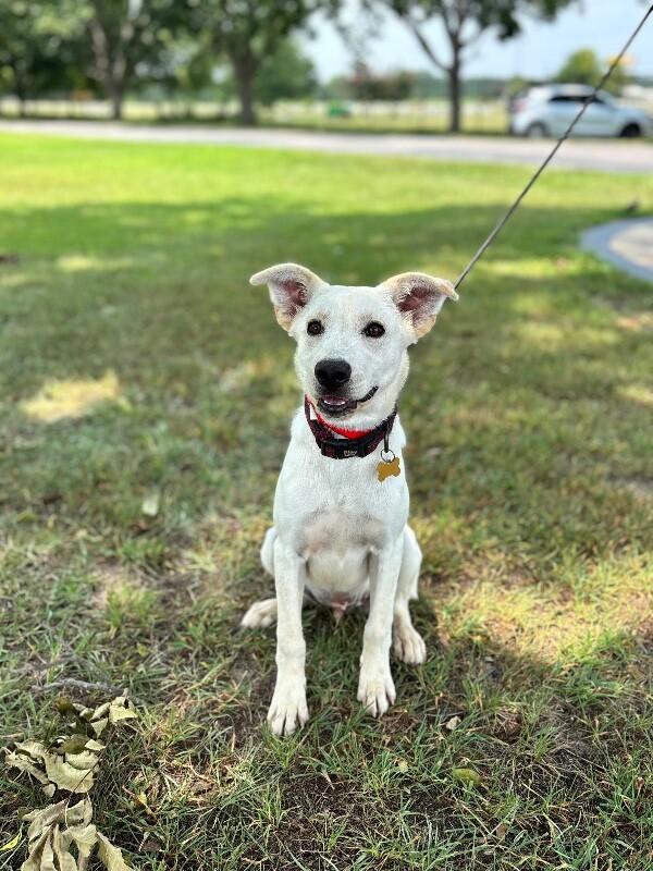 Enlarge Max, a Adoptable mixed breed in Berkeley Heights, NJ image 2/6