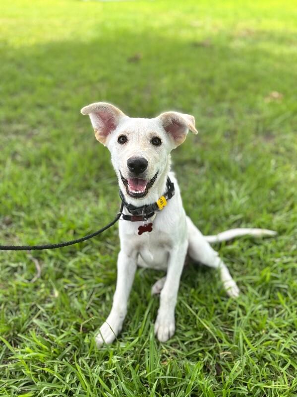 Enlarge Max, a Adoptable mixed breed in Berkeley Heights, NJ image 5/6