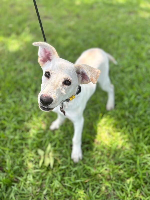 Enlarge Max, a Adoptable mixed breed in Berkeley Heights, NJ image 6/6