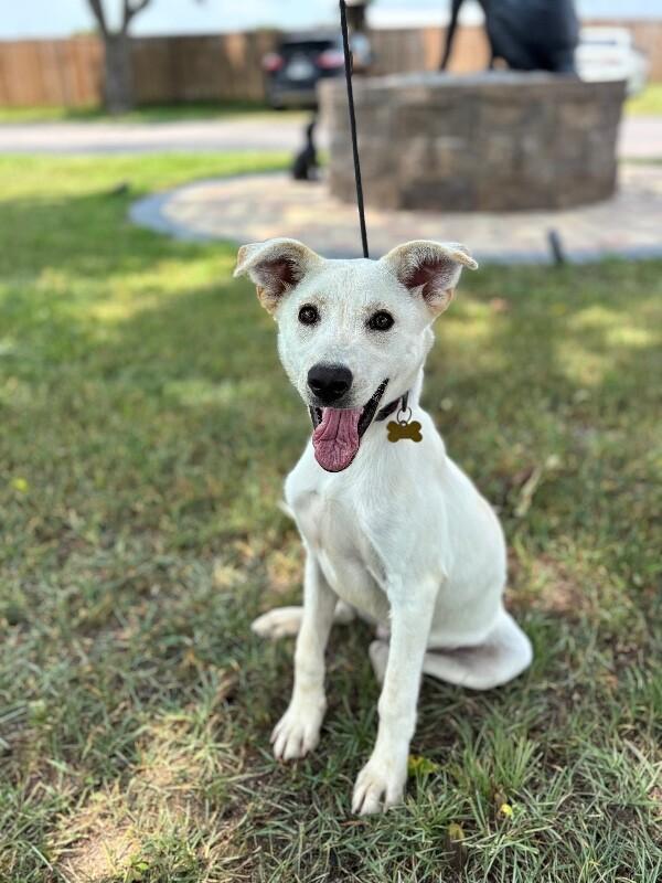 Enlarge Max, a Adoptable mixed breed in Berkeley Heights, NJ image 3/6