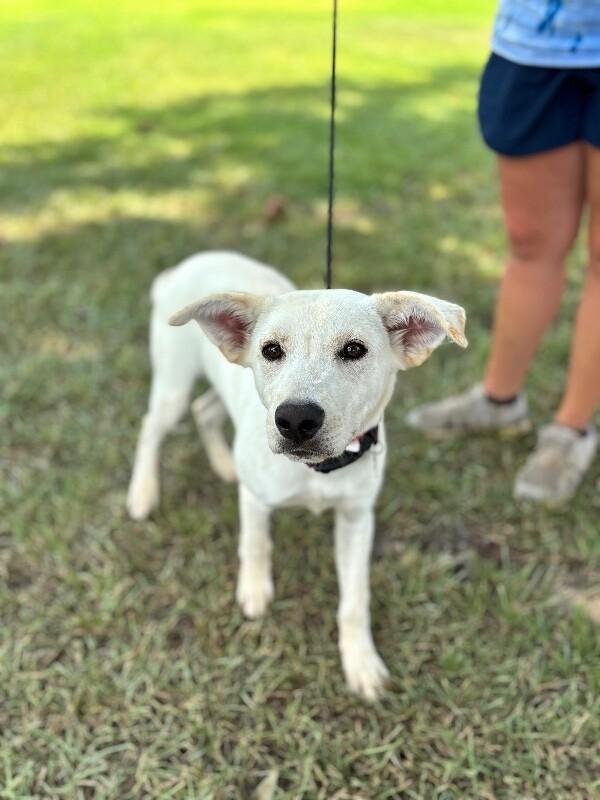 Enlarge Max, a Adoptable mixed breed in Berkeley Heights, NJ image 4/6