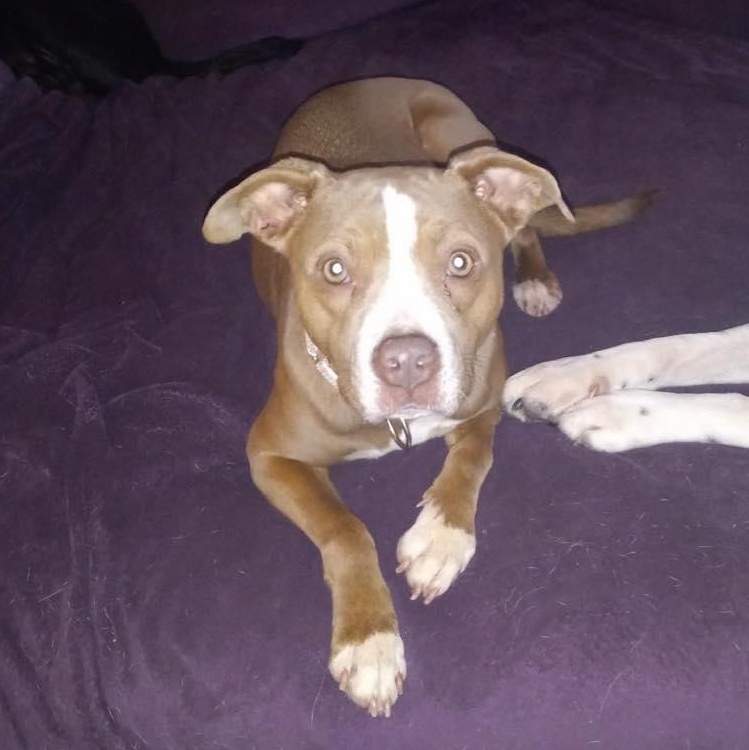 Honeydew, a Adoptable mixed breed in North Jackson, OH image 2/4