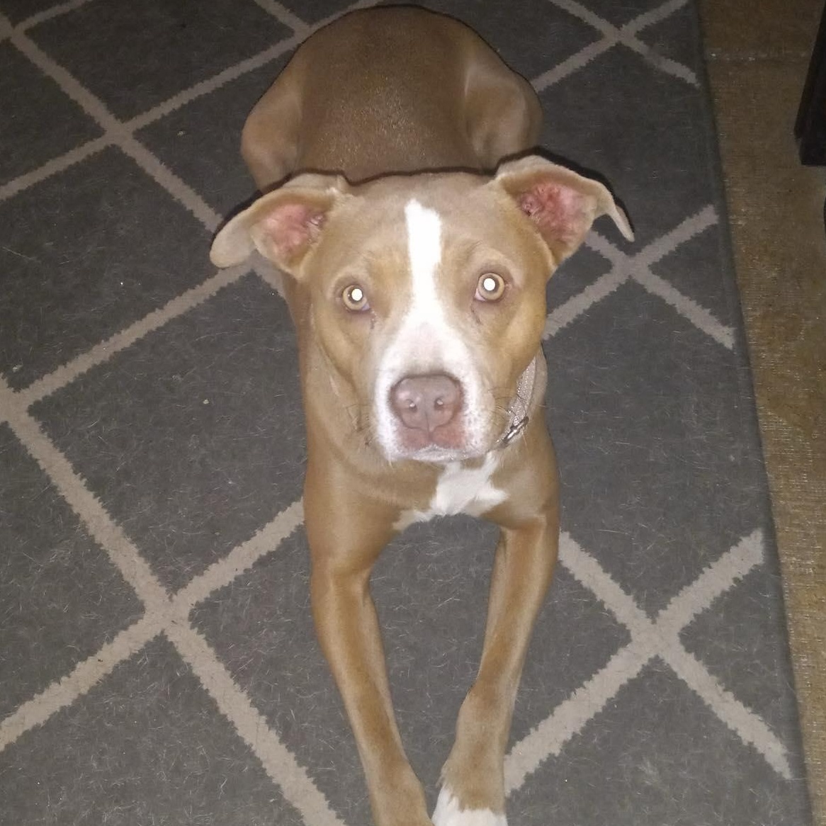 Honeydew, a Adoptable mixed breed in North Jackson, OH image 1/4