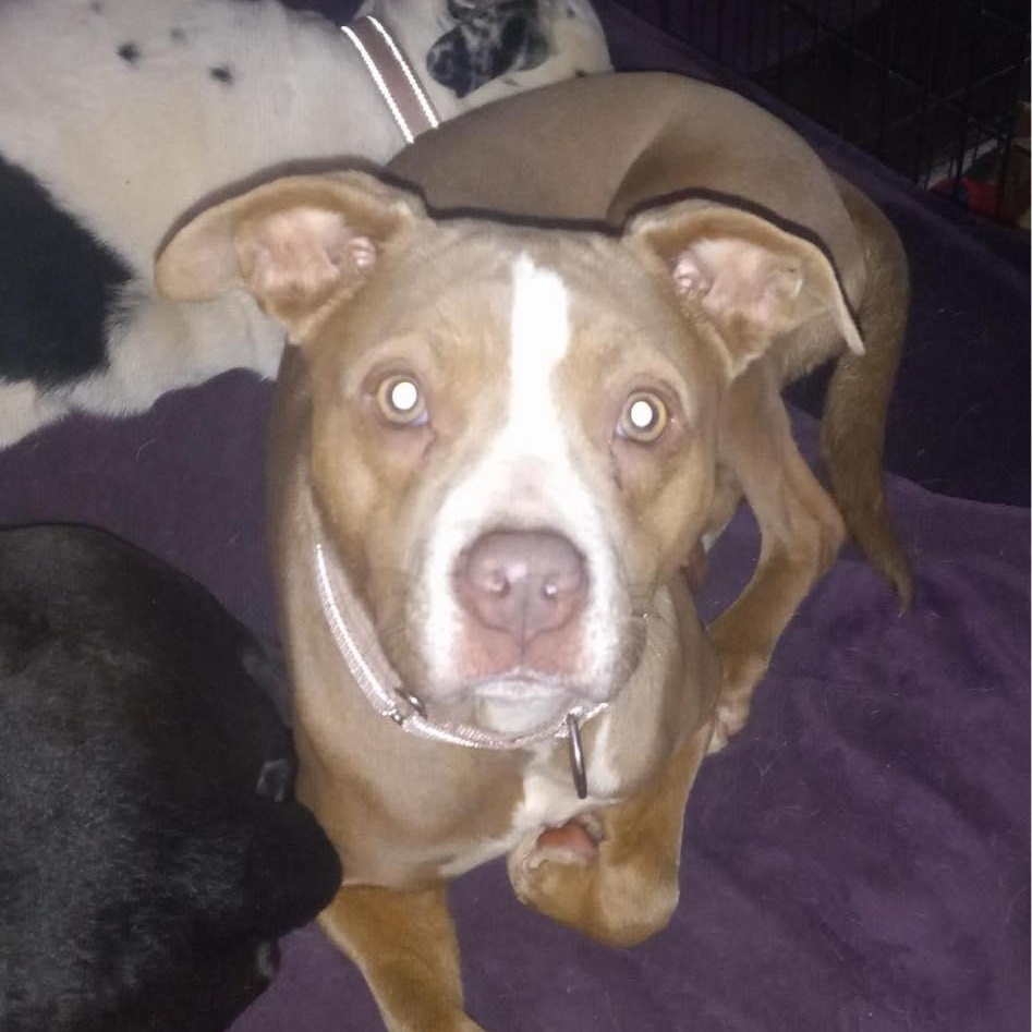 Honeydew, a Adoptable mixed breed in North Jackson, OH image 3/4