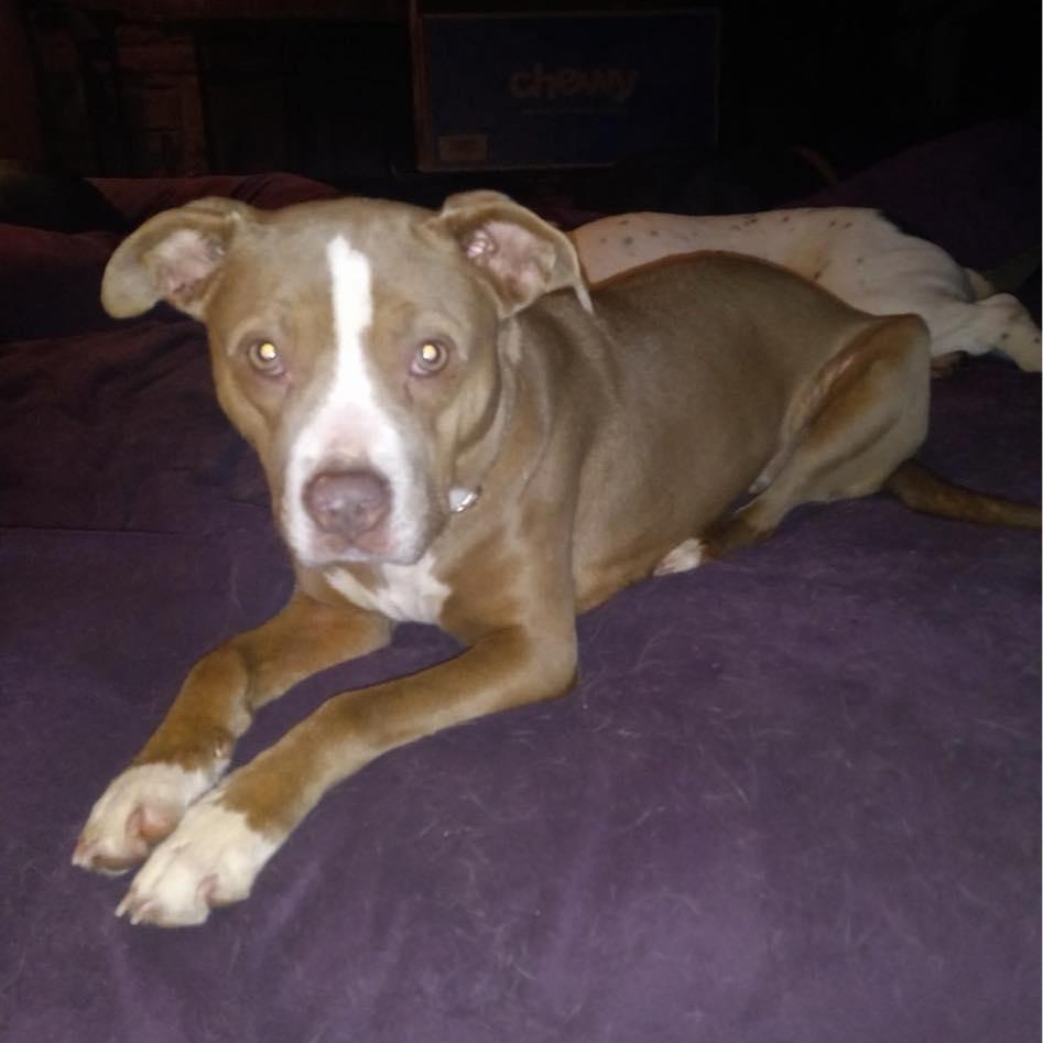 Honeydew, a Adoptable mixed breed in North Jackson, OH image 4/4