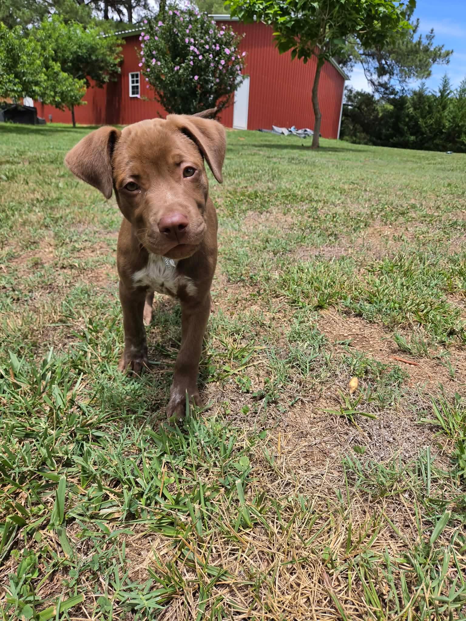 Enlarge Lola, an adopted mixed breed in Albemarle, NC image 2/3