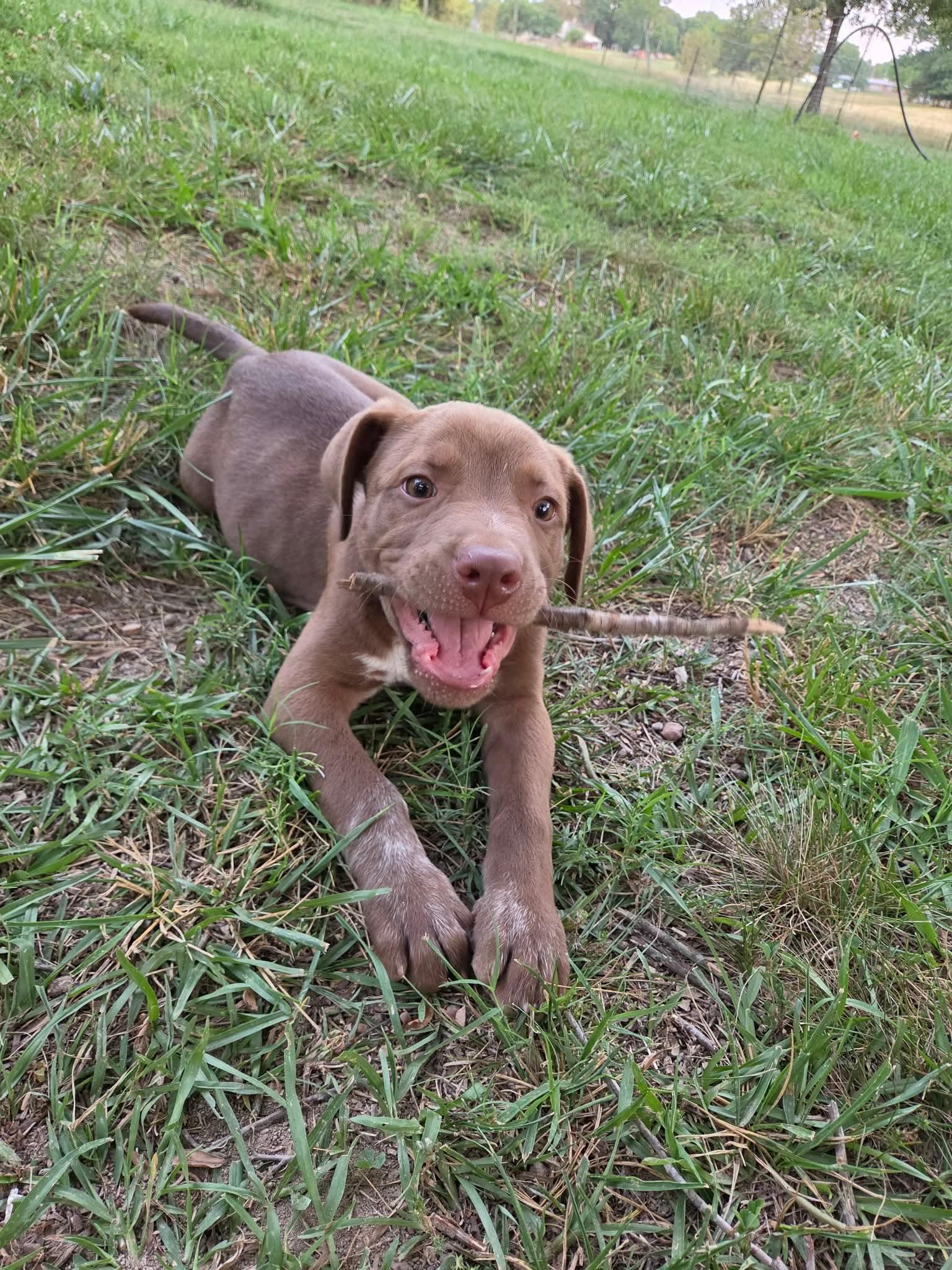 Enlarge Lola, an adopted mixed breed in Albemarle, NC image 3/3