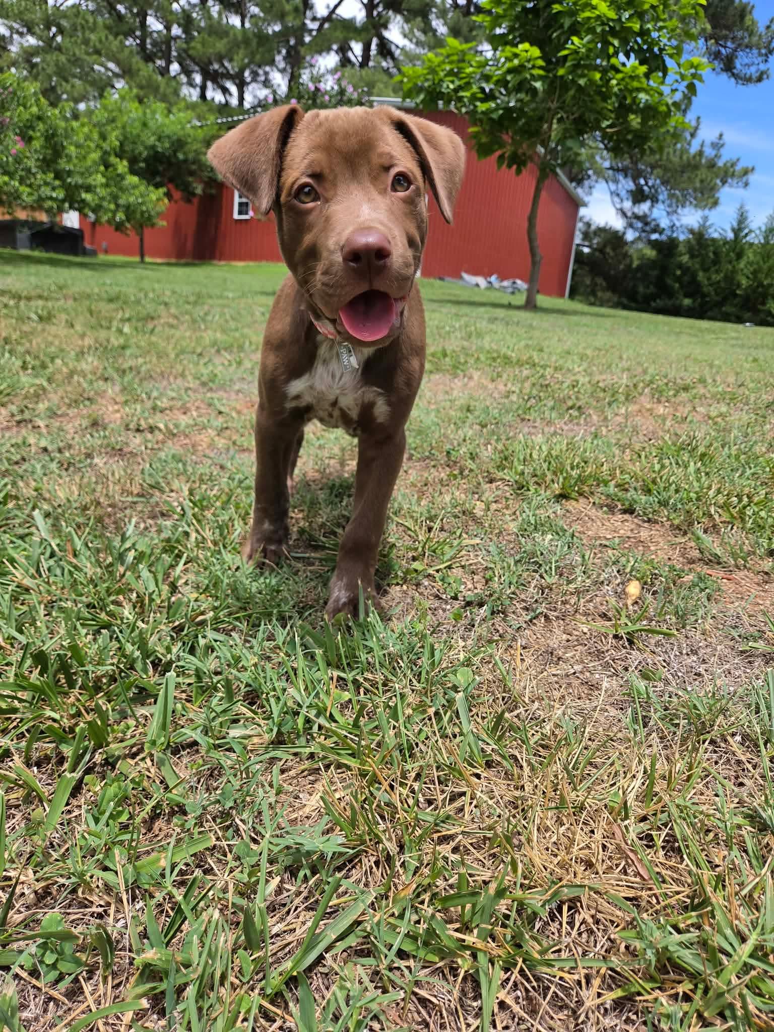Lola, adopted, Puppy Female Labrador Retriever.