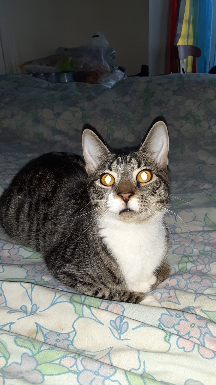 Brooke, Adoptable, Young Female Tabby.