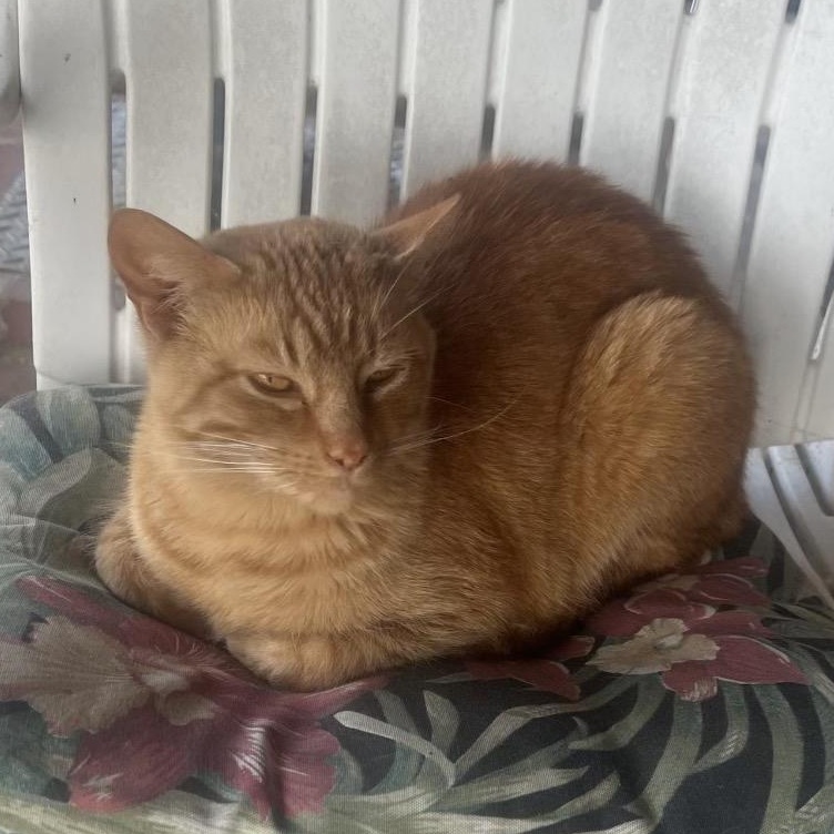 Enlarge "Orange Cat", a ADOPTABLE Tabby in Beaufort, MO image 4/4
