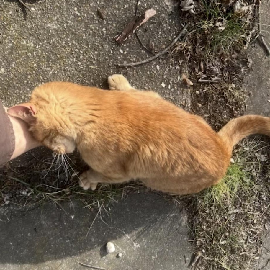 Enlarge "Orange Cat", a ADOPTABLE Tabby in Beaufort, MO image 2/4