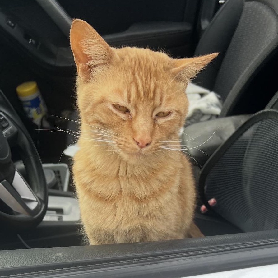 Enlarge "Orange Cat", a ADOPTABLE Tabby in Beaufort, MO image 3/4