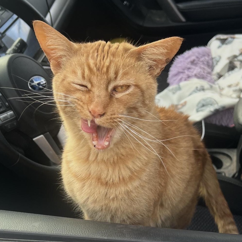 Enlarge "Orange Cat", a ADOPTABLE Tabby in Beaufort, MO image 1/4