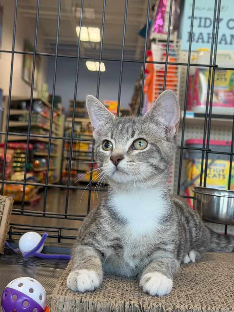 Dusty, Adoptable, Kitten Male Domestic Short Hair.