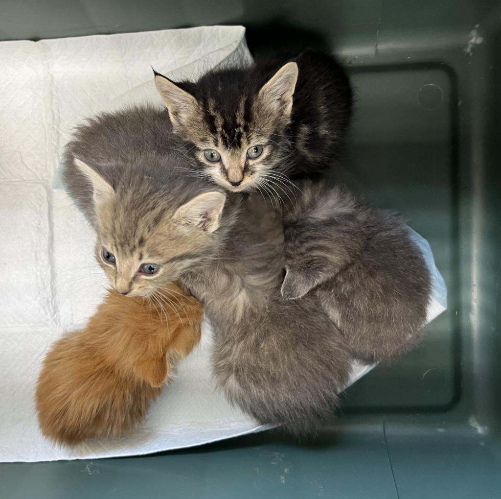 Dusty, Adoptable, Kitten Male Domestic Short Hair.